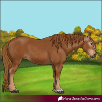 Horse Color:Gray Chestnut 