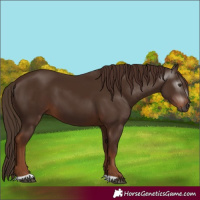 Horse Color:Gray Chestnut