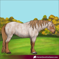 Horse Color:Gray Red Roan