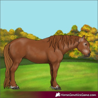 Horse Color:Gray Chestnut 