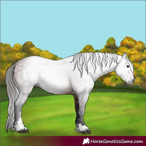Horse Color:Gray Bay