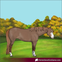 Horse Color:Liver Red Dun Sabino Rabicano 