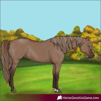 Horse Color:Liver Red Dun Sabino Rabicano 