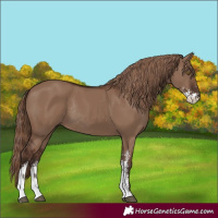 Horse Color:Liver Red Dun Sabino Rabicano 