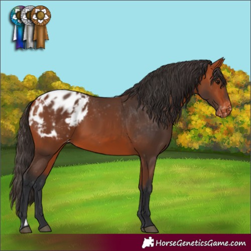 Horse Color:Bay Appaloosa  and Bay Appaloosa 