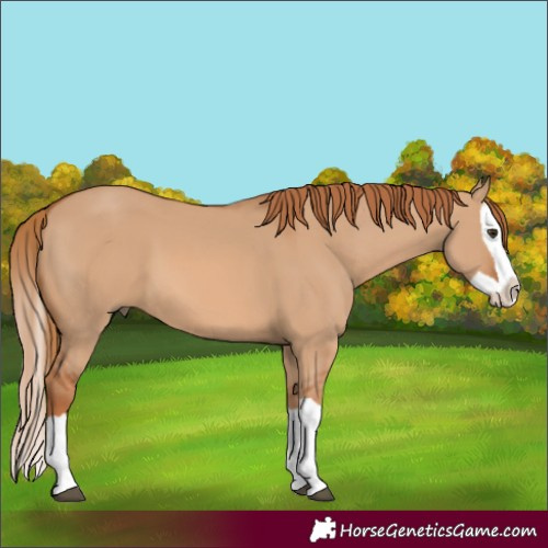 Horse Color:Red Dun Splash 