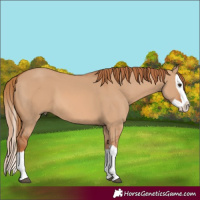Horse Color:Red Dun Splash