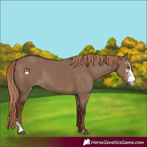 Horse Color:Liver Red Dun Sabino Rabicano 