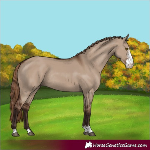 Horse Color:Unknown 