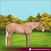 Horse Color:Gold Champagne Splash 