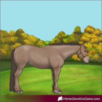 Horse Color:Classic Champagne