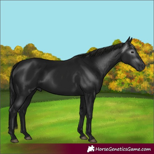 Horse Color:Unknown 