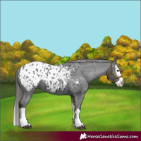Horse Color:Black Splash Appaloosa 