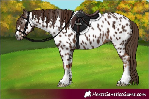 Horse Color:Gray Chestnut Appaloosa 