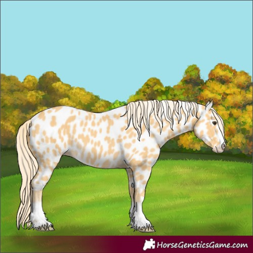 Horse Color:Palomino Appaloosa 