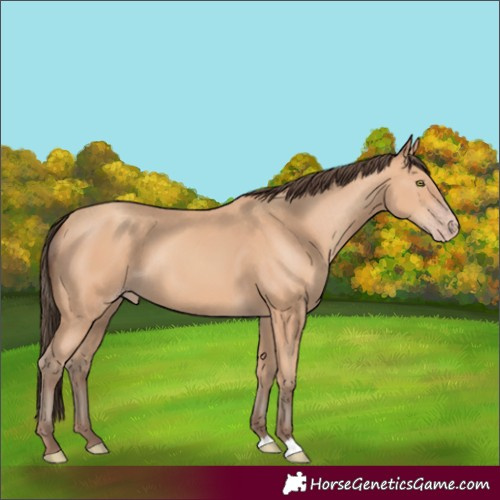 Horse Color:Unknown 