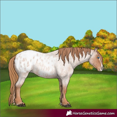 Horse Color:Red Roan Splash Appaloosa