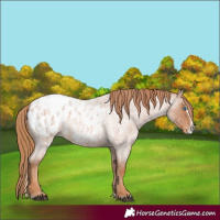 Horse Color:Red Roan Splash Appaloosa 