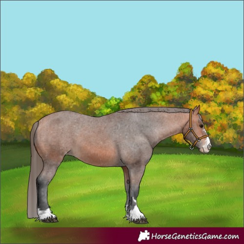 Horse Color:Bay Appaloosa 