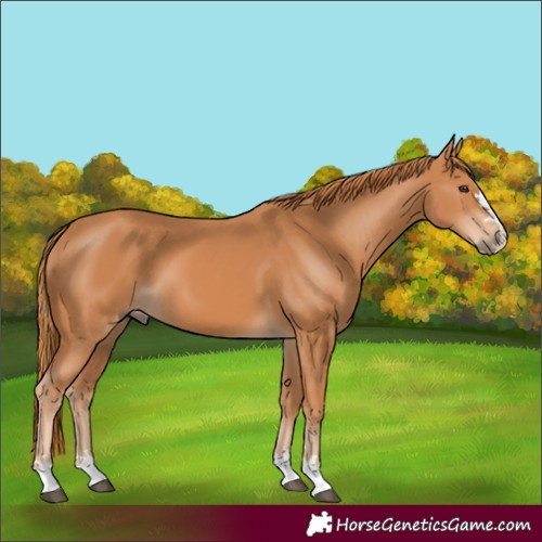 Horse Color:Unknown 