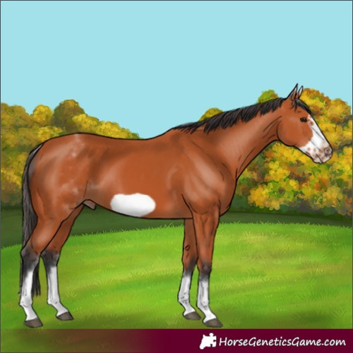 Horse Color:Unknown 