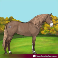 Horse Color:Liver Red Dun Sabino Rabicano 