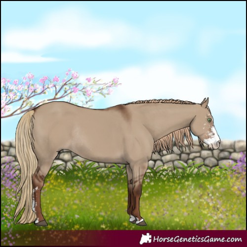 Horse Color:Liver Red Dun Sabino Rabicano 