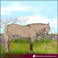 Horse Color:Liver Red Dun Sabino Rabicano 