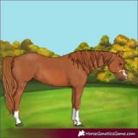 Horse Color:Chestnut 