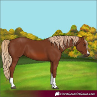 Horse Color:Chestnut 