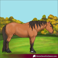 Horse Color:Bay 
