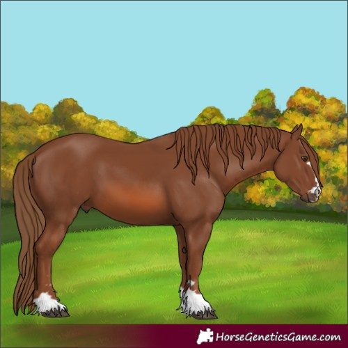 Horse Color:Chestnut 