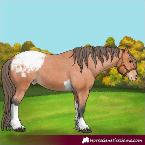 Horse Color:Bay Tobiano Appaloosa 