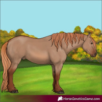 Horse Color:Red Dun 