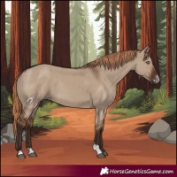 Horse Color:Liver Red Dun Sabino Rabicano 