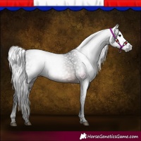 Horse Color:Gray Bay 