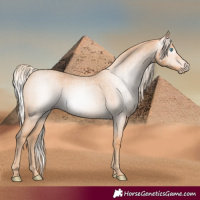 Horse Color:Gray Cremello Roan 