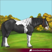 Horse Color:Black Splash Tobiano