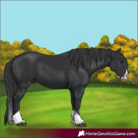 Horse Color:Black Splash Tobiano 