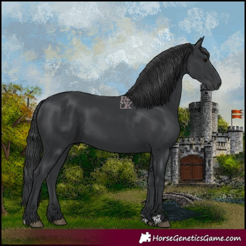 Horse Color:Black 