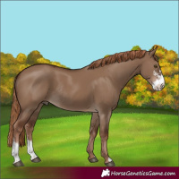 Horse Color:Liver Red Dun Sabino Rabicano 