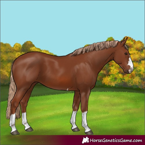 Horse Color:Chestnut 