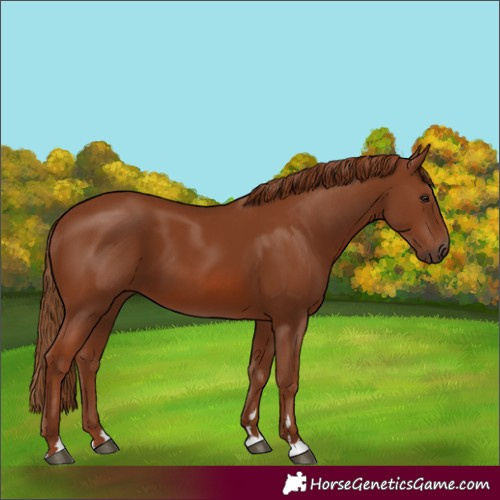 Horse Color:Chestnut 