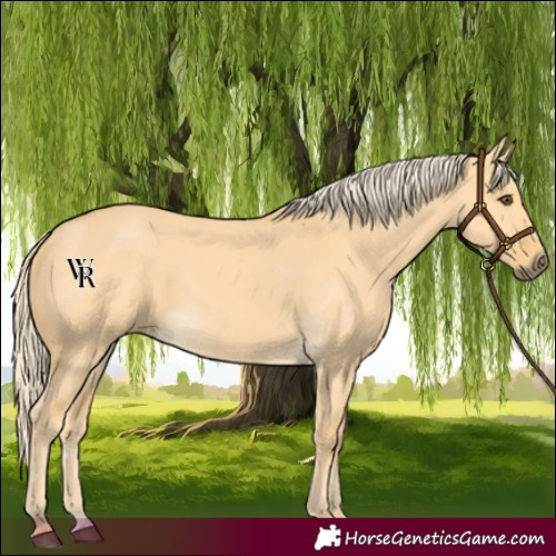 Horse Color:Palomino Dun 