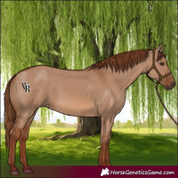Horse Color:Red Dun 