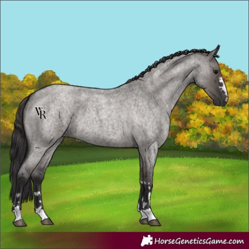 Horse Color:Smoky Grullo Roan 