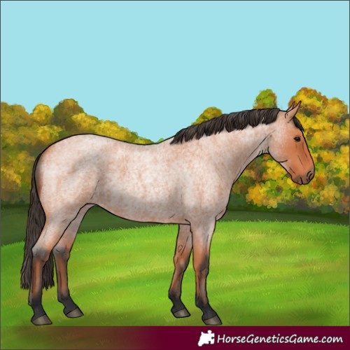 Horse Color:Bay Roan 