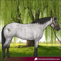 Horse Color:Smoky Grullo Roan 