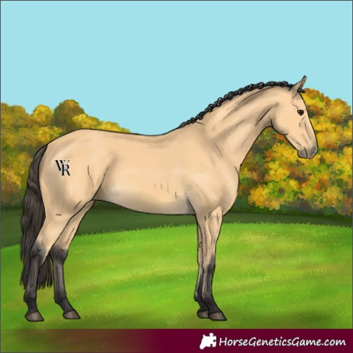 Horse Color:Buckskin 