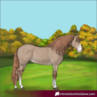 Horse Color:Liver Red Dun Sabino Rabicano 